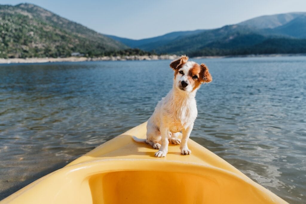 Perro en canoa